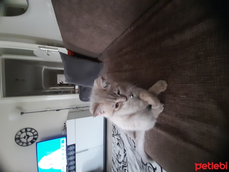 British Longhair, Kedi  Pati fotoğrafı