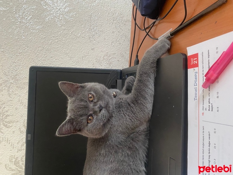 British Shorthair, Kedi  Gris fotoğrafı