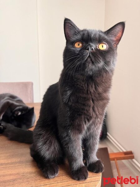 British Shorthair, Kedi  Pişi fotoğrafı