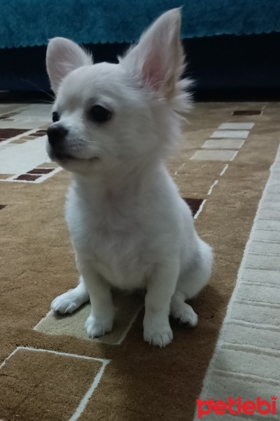 Chihuahua, Köpek  meggie fotoğrafı