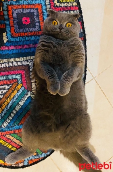 Scottish Fold, Kedi  Nikous fotoğrafı