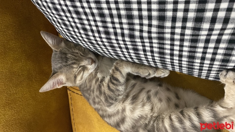 Tekir Kedi, Kedi  Müezza fotoğrafı