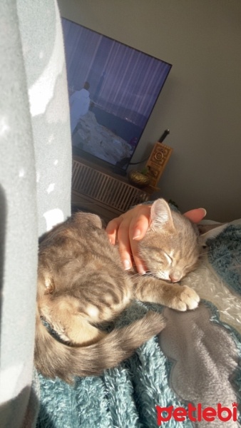 Tekir Kedi, Kedi  Müezza fotoğrafı