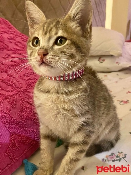 Tekir Kedi, Kedi  Müezza fotoğrafı