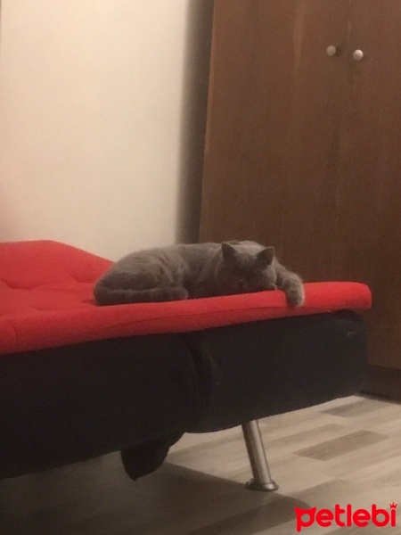 British Shorthair, Kedi  Duman fotoğrafı