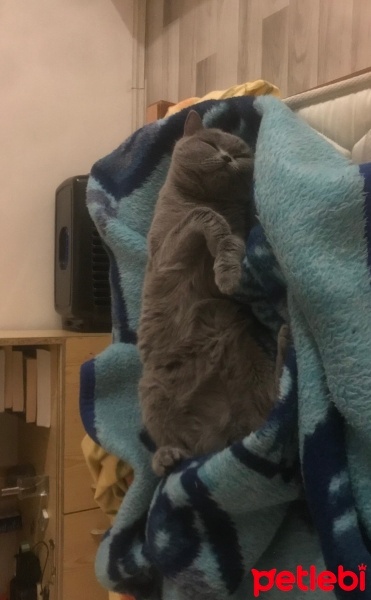 British Shorthair, Kedi  Duman fotoğrafı