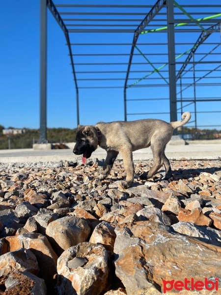 Kangal, Köpek  black fotoğrafı
