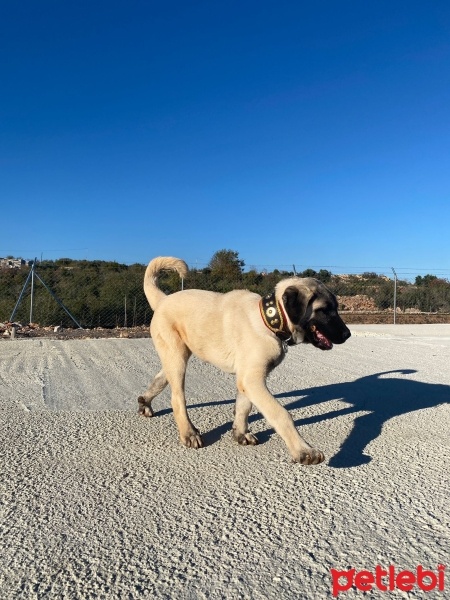 Kangal, Köpek  Bella fotoğrafı