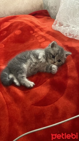 British Shorthair, Kedi  Şeker fotoğrafı