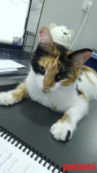 Tekir Kedi, Kedi  Yuumi fotoğrafı