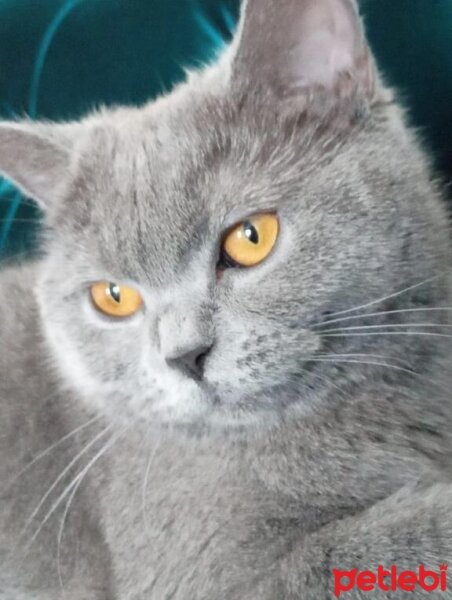 British Shorthair, Kedi  Kaymak fotoğrafı