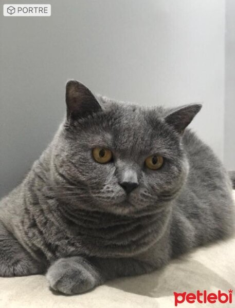 British Shorthair, Kedi  Kaymak fotoğrafı