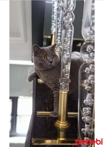 British Shorthair, Kedi  Kaymak fotoğrafı