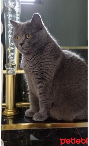 British Shorthair, Kedi  Kaymak fotoğrafı