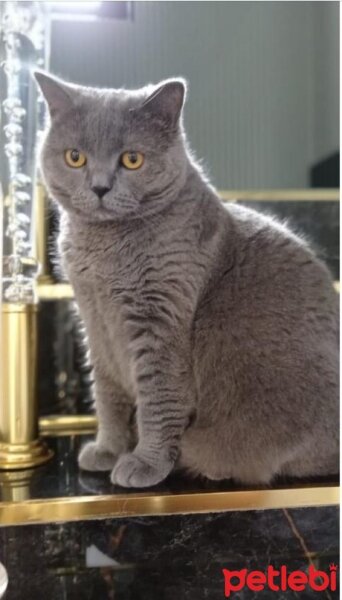 British Shorthair, Kedi  Kaymak fotoğrafı