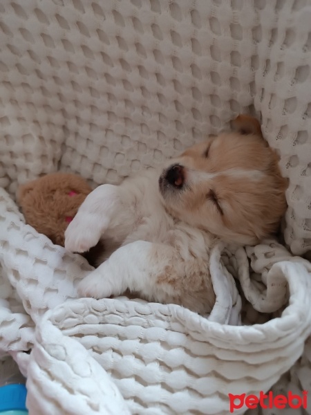 Bichon Frise, Köpek  Bobo fotoğrafı