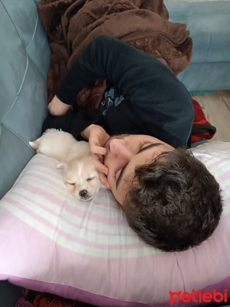Bichon Frise, Köpek  Bobo fotoğrafı