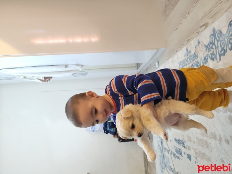 Bichon Frise, Köpek  Bobo fotoğrafı
