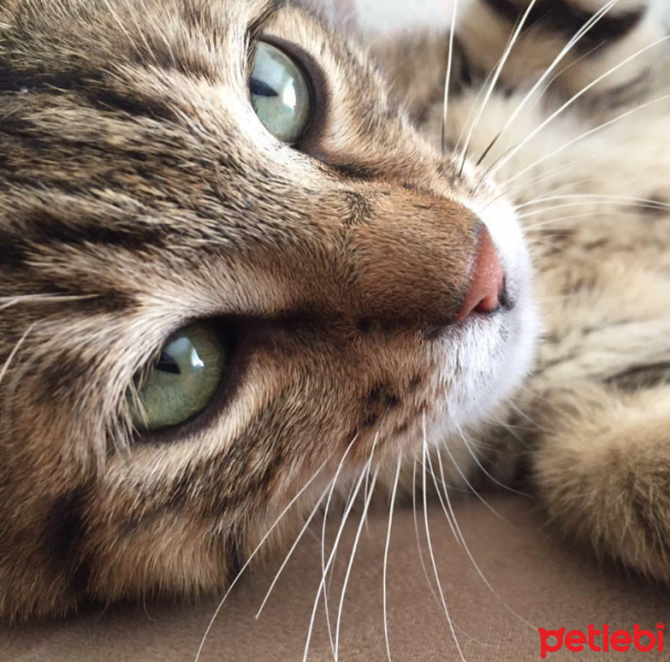 Tekir Kedi, Kedi  venüs fotoğrafı