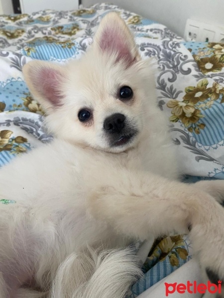 Pomeranyalı, Köpek  Yok fotoğrafı