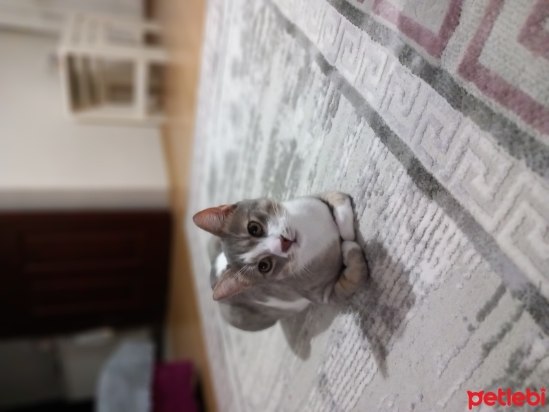 Tekir Kedi, Kedi  Şesu fotoğrafı