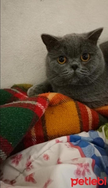 British Shorthair, Kedi  GECE fotoğrafı