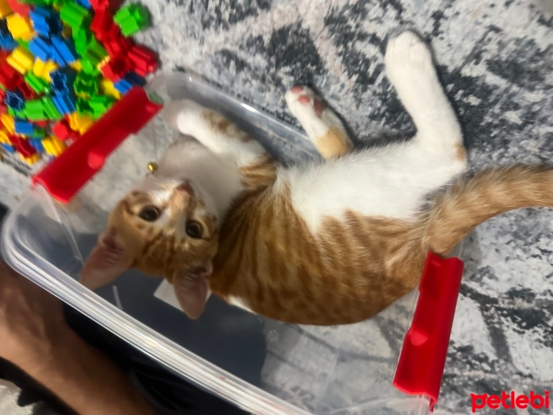 Sarman, Kedi  Tarçın Efe fotoğrafı