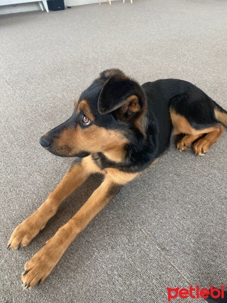 Alman Çoban Köpeği, Köpek  Coco fotoğrafı