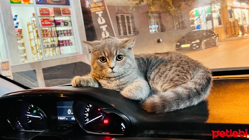British Longhair, Kedi  Duman fotoğrafı
