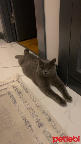 British Shorthair, Kedi  PAMUK fotoğrafı