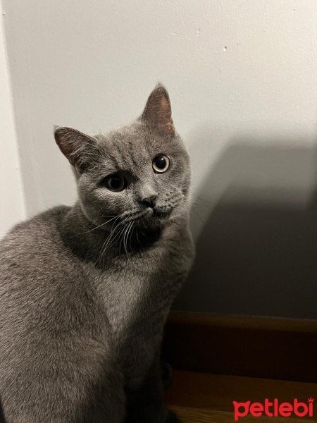British Shorthair, Kedi  PAMUK fotoğrafı