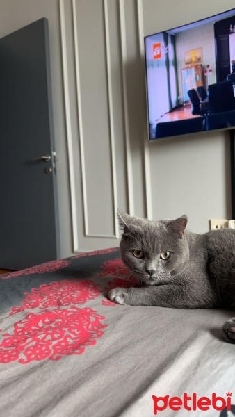 British Shorthair, Kedi  PAMUK fotoğrafı