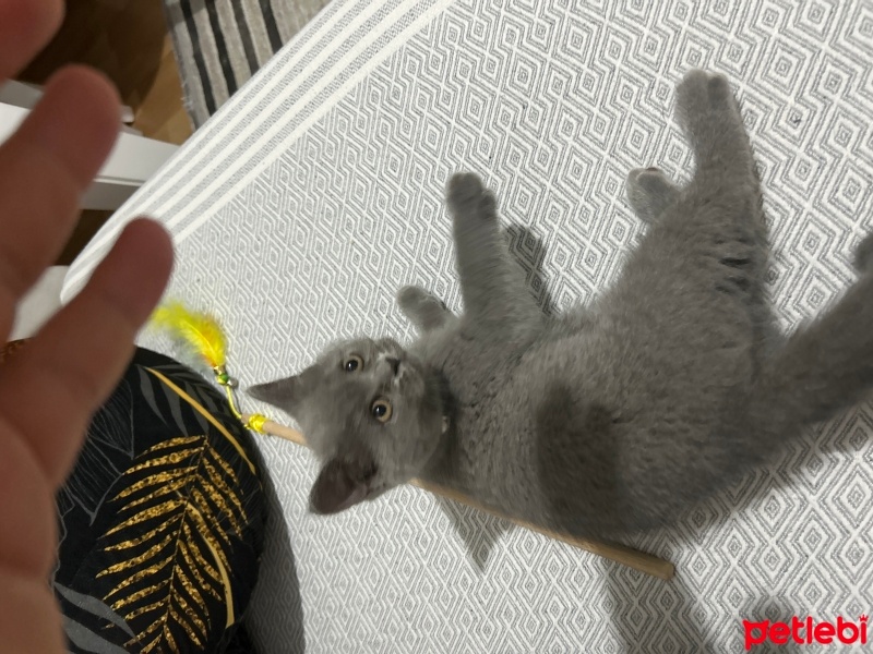 British Shorthair, Kedi  Fıstık fotoğrafı