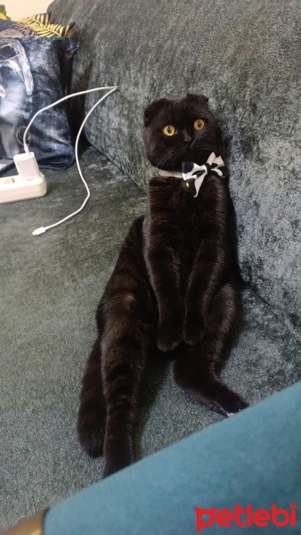 Scottish Fold, Kedi  Kömür fotoğrafı