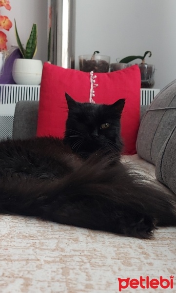 Tiffanie, Kedi  Gece zeytin fotoğrafı