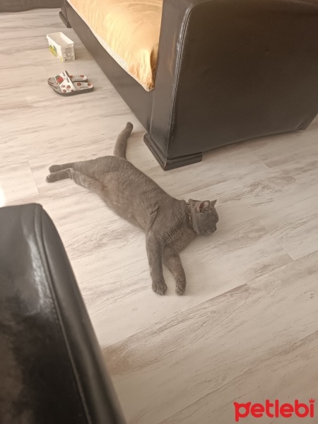 British Shorthair, Kedi  Mia fotoğrafı