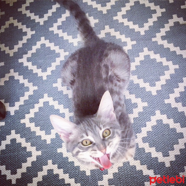 Tekir Kedi, Kedi  Alex Duman fotoğrafı