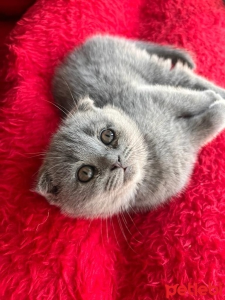 Scottish Fold, Kedi  Dobby fotoğrafı