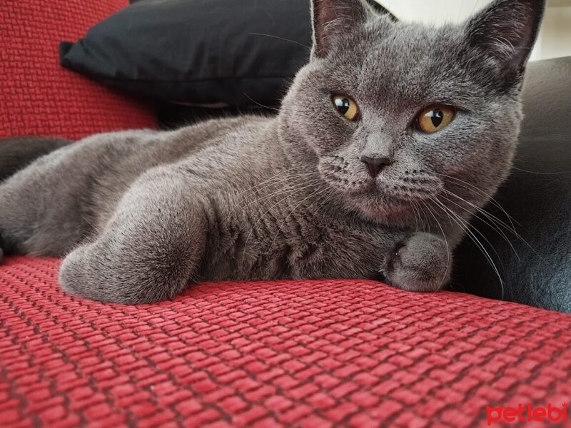 British Shorthair, Kedi  Şakir fotoğrafı