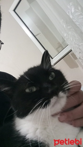 Tuxedo (Smokin) Kedi, Kedi  Ponçik fotoğrafı