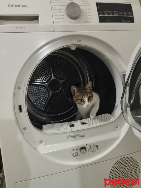 Soke, Kedi  Pati fotoğrafı