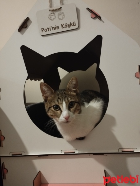Soke, Kedi  Pati fotoğrafı