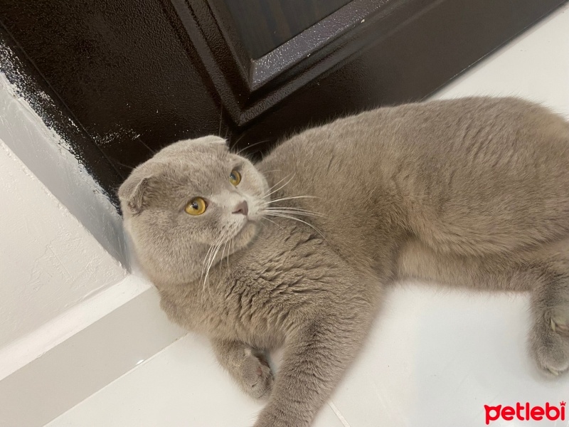Scottish Fold, Kedi  Mia fotoğrafı