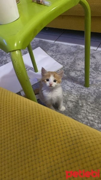 Tekir Kedi, Kedi  Karamel fotoğrafı