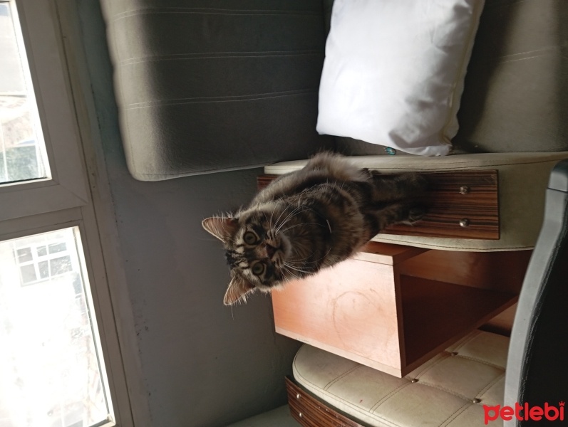 Tekir Kedi, Kedi  Şanslı fotoğrafı