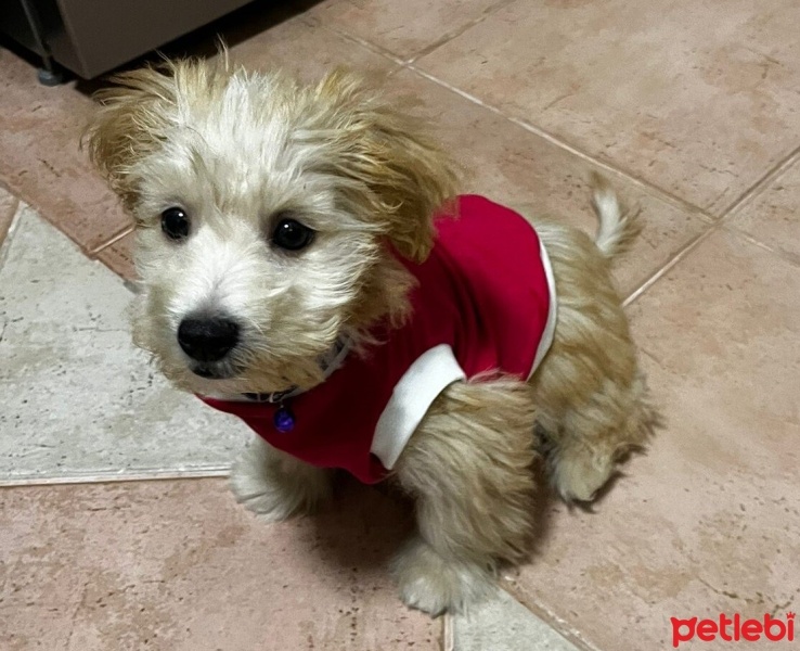 Maltese, Köpek  Leo fotoğrafı