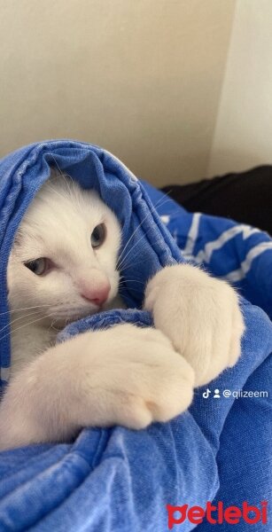 Ankara Kedisi, Kedi  Sütlaç fotoğrafı