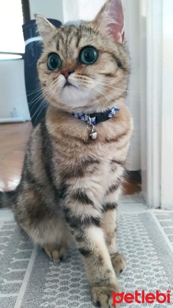 British Shorthair, Kedi  Hera fotoğrafı