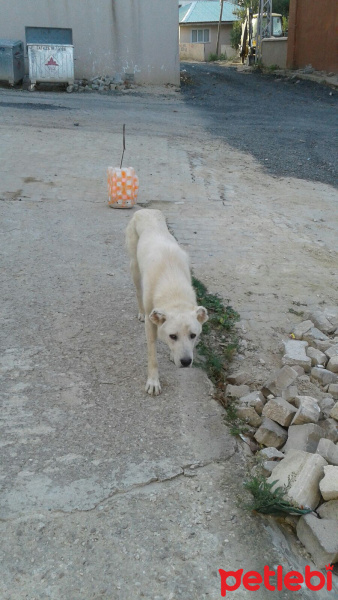Akbaş, Köpek  Sahipsiz fotoğrafı