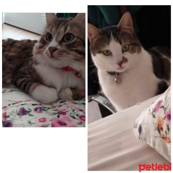 Tekir Kedi, Kedi  MİNNOŞ-PATİ-MİYU fotoğrafı